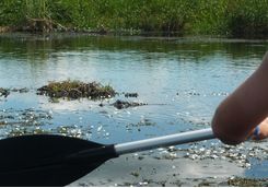 Ibera Wetlands