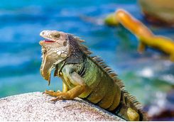 Iguana on a rock
