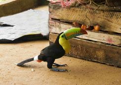 Toucan in Tayrona