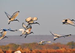 Flock of birds flying