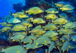 School of yellow grunts