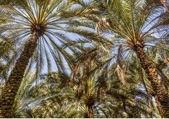 Palm trees