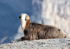 Hajar mountain goat