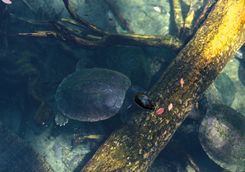 Sea turtles