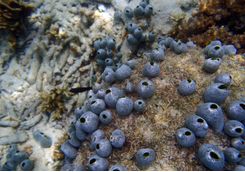 Sponge tropical coral reef