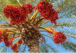 Dates growing