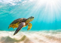 A swimming turtle