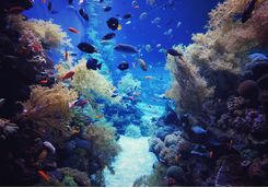 Tropical fish in a reef