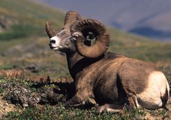 Bighorn sheep in Banff