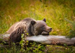 Grizzly bear in Alberta