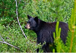 Bear in Banff