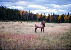 Elk in a field