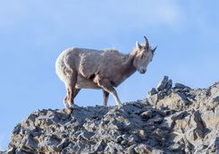 Little bighorn sheep