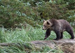 Bear on a log