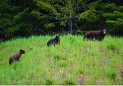 Black bear with cubs