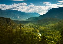 Whistler forest view