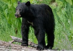 Black bear in the Whistler forest