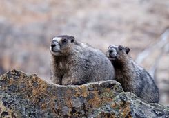Hoary marmots