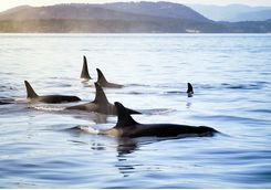 Killer whales in Vancouver