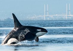 Orca in Vancouver harbour