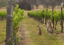 Kangaroos in the Hunter Valley