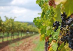 Vines in the Hunter Valley