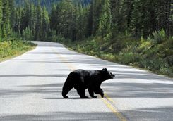 Bear walking on the road