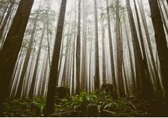 Forest on Vancouver Island
