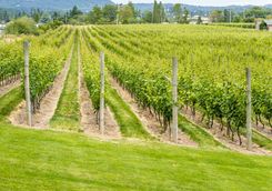 Victoria vineyard in Canada