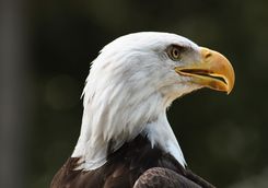 Bald eagle close-up