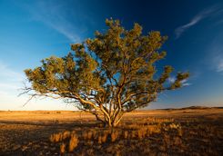 Tree in Flinders