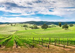 Vineyard view