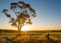 Sunset in Barossa