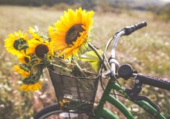 A bike with sunflowers in the basket