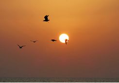 Birds at sunset