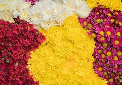 Flowers in Mandalay Market