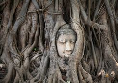 Ancient tree statue