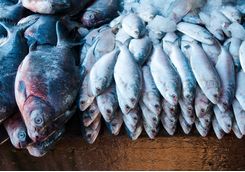 Fresh Fish