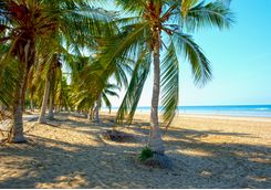 Beach with palm trees