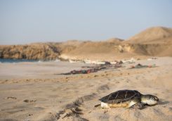 Baby turtle on beach