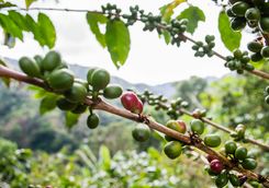 Coffee beans