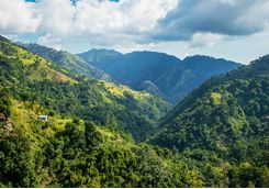 Jamaican coffee hills