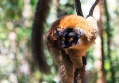 Brown lemur with baby