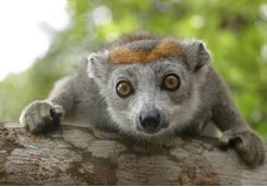 Crowned Lemur