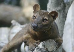 Fossa in Madagascar