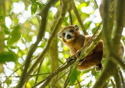 Crowned Lemur in Ankarana National Park