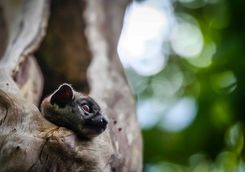 Sportive lemur in Ankarana