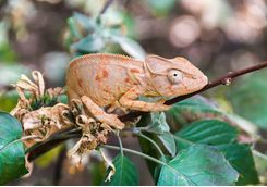 Chameleon in Ankarana