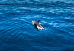 Dolphin in Madagascar