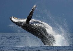 Humpback whale in Madagascar